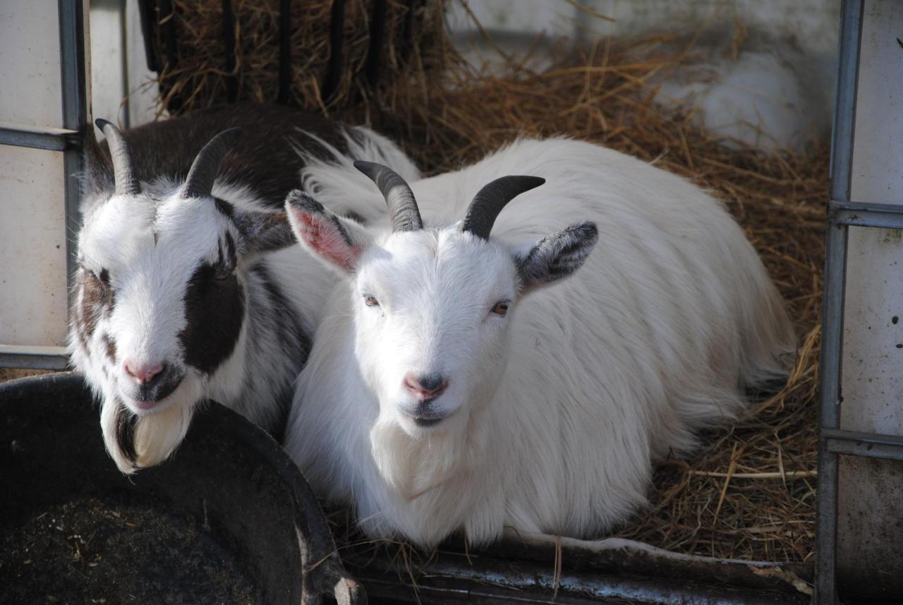 فندق Delny Glamping And Farm Animals إنفيرغوردون المظهر الخارجي الصورة